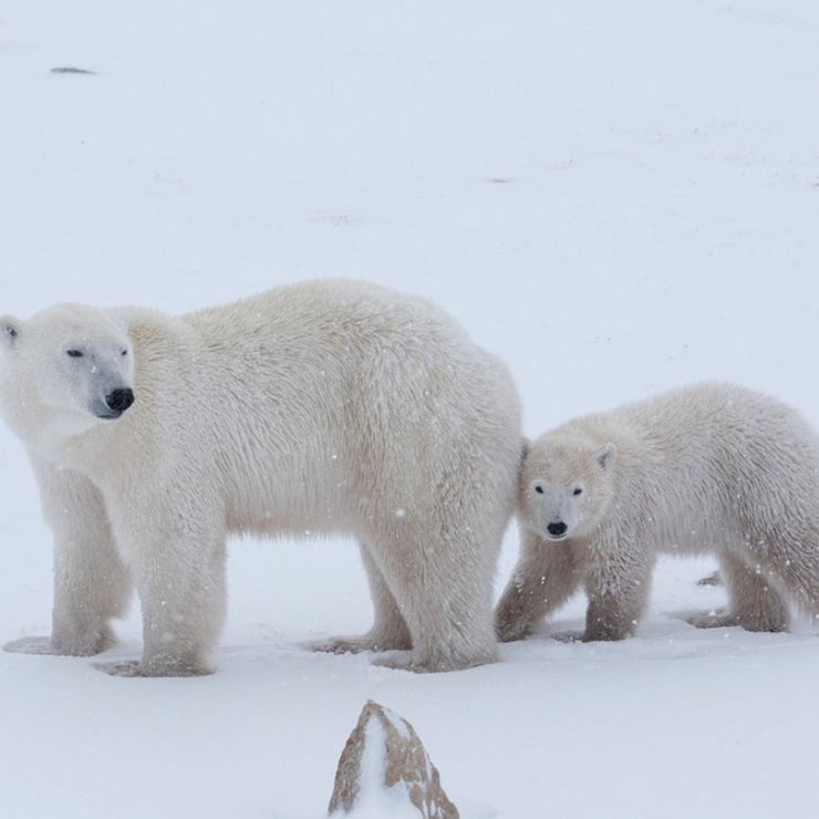 The Magnificent Polar Bear: A Threatened Icon of the Arctic